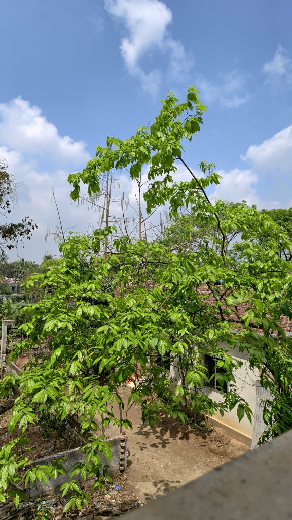 A bright green leafy tree stands in a dirt yard next to a white building under a blue sky with scattered white clouds.