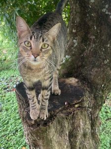 
A tabby cat with striking green eyes stands atop a wooden stump, surrounded by greenery. 