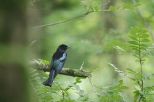 A Hair-crested Drongo perched on a horizontal branch with green leaves nearby.
