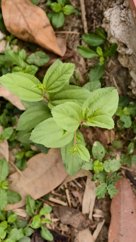 A close-up view of green leaves emerging from the ground, surrounded by a mix of small green plants and dry, brown leaves