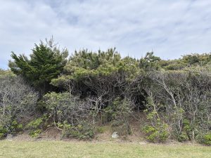 A dense hedge of varied greenery, including both evergreen and deciduous plants, is depicted, with a mix of healthy green foliage and dry branches.
