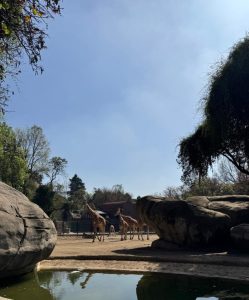 A serene outdoor scene featuring two giraffes standing near a small body of water surrounded by large rocks. In the background, there are trees and a clear blue sky. The setting appears to be a zoo or wildlife park.