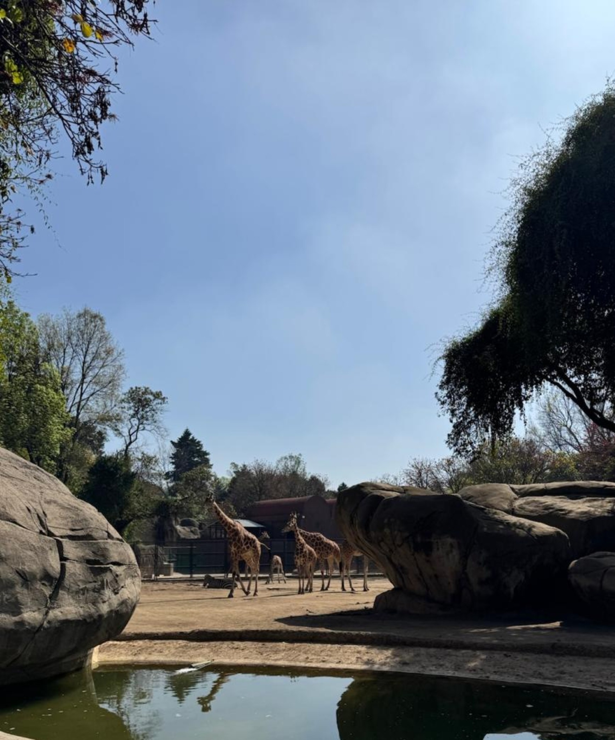 A serene outdoor scene featuring two giraffes standing near a small body of water surrounded by large rocks. In the background, there are trees and a clear blue sky. The setting appears to be a zoo or wildlife park.