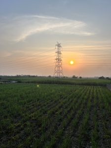 Sunset over a green agricultural field with rows of crops, featuring a tall electricity transmission tower and power lines against cloudy sky.