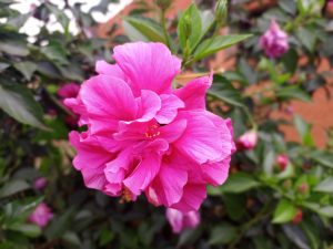 A close-up of a pink flower with layered petals and green leaves in the background.