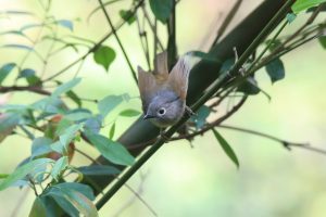 A Huet’s Fulvetta perched on a thin bamboo branch looking upward against a soft blurred background.
