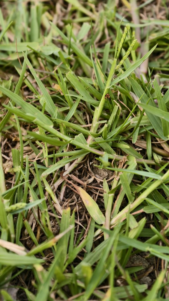 A close up shot shows green grass blades and small stems with tiny green seeds growing from the soil.
