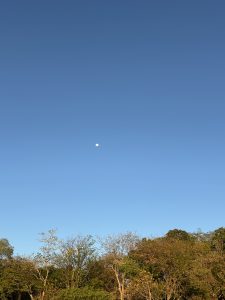 This serene wide-angle shot depicts a pale, translucent moon hanging high in a vast, cloudless sky of brilliant azure blue. Below the expansive sky, a dense line of treetops in various shades of green and autumnal gold stretches across the bottom of the frame, their leaves catching the soft light of the day.