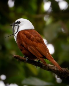 A Three-wattled Bellbird with a reddish-brown body and striking white head sits on a branch, holding a long, dark object in its beak—likely food or nesting material. The blurred green background highlights the bird.
