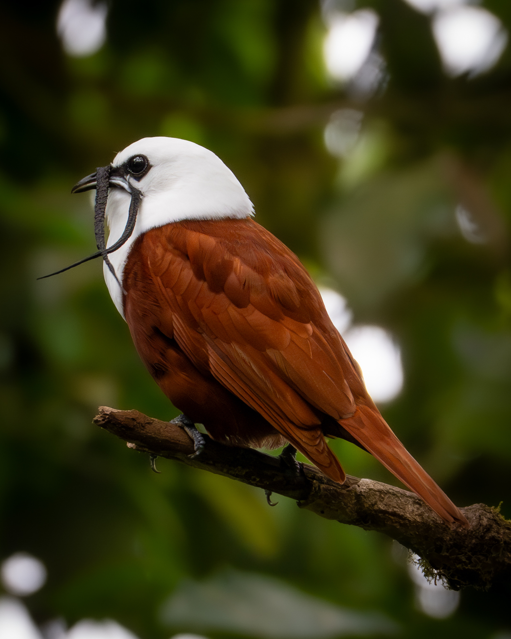 A Three-wattled Bellbird with a reddish-brown body and striking white head sits on a branch, holding a long, dark object in its beak—likely food or nesting material. The blurred green background highlights the bird.