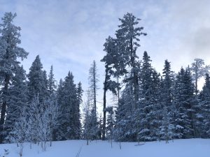 A snowy landscape featuring a dense forest of tall evergreen trees. 