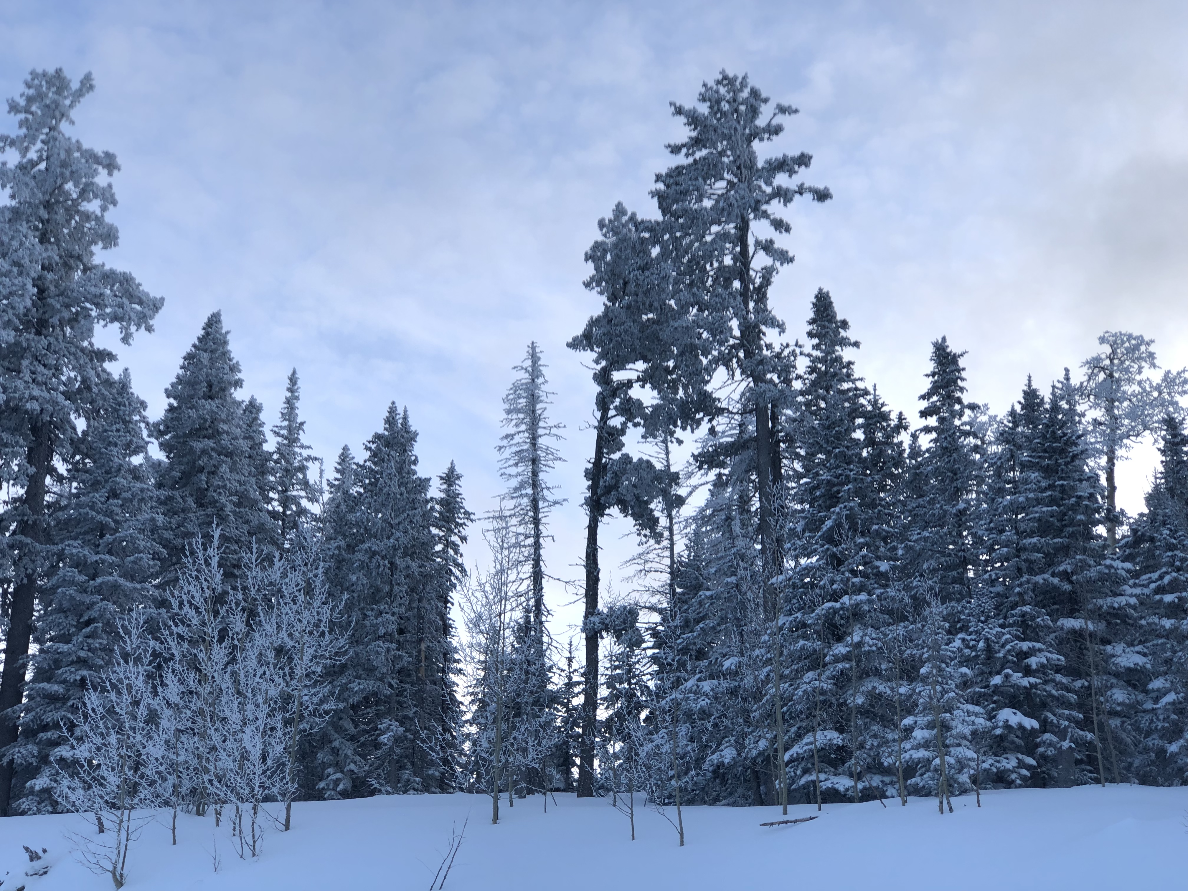A snowy landscape featuring a dense forest of tall evergreen trees.