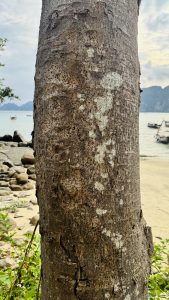 Vertical shot of weathered tree bark with gray and brown textures, with a blurred sandy beach, calm ocean with boats, green bushes, and rocky hills under a bright sky in the background.