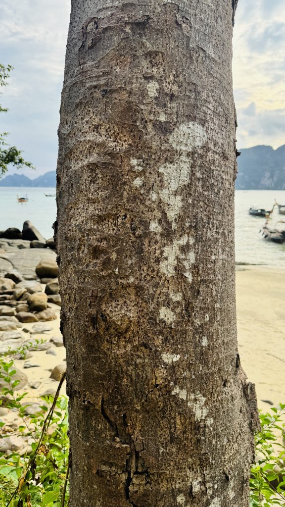 Vertical shot of weathered tree bark with gray and brown textures, with a blurred sandy beach, calm ocean with boats, green bushes, and rocky hills under a bright sky in the background.