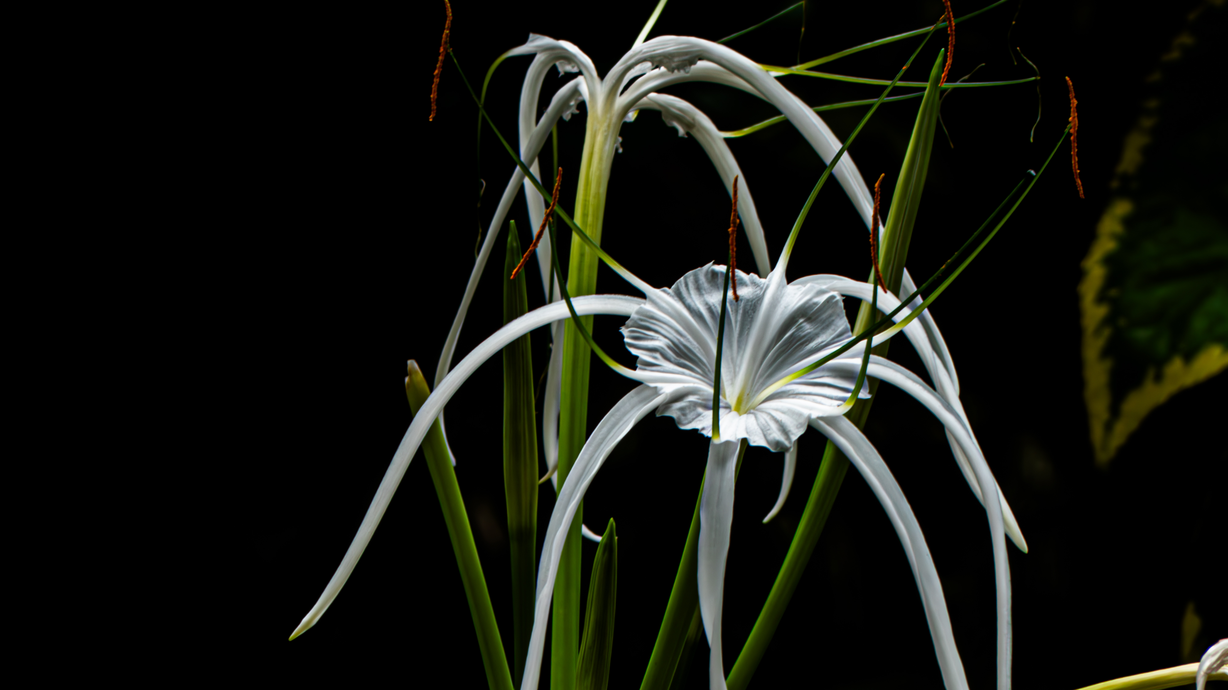 A close-up of a striking white flower with long, slender petals that curve and twist elegantly around its center, giving it a delicate, flowing appearance.