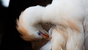 Close-up profile of a Cattle Egret preening its white and buff feathers, with a curved neck, orange-gold crown patch, yellow eye with blue ring, and an orange beak tucked into its wing.