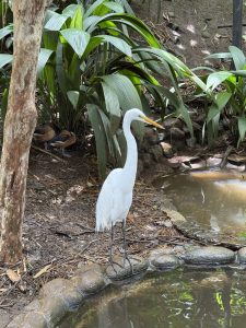 

A white egret  stands at the edge of a small pond, surrounded by lush green foliage.