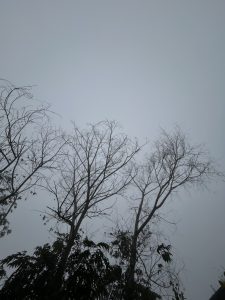 A view of two tall, bare trees with twisted branches, silhouetted against a gray, overcast sky. The trees are surrounded by lush, dark green foliage, creating a contrast with the muted background.