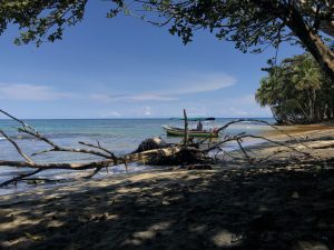 A serene beach featuring a small boat with a green canopy floating on calm turquoise waters near a sandy shore. Weathered driftwood lies in the foreground, while lush greenery and palm trees frame the tropical horizon under a clear blue sky.