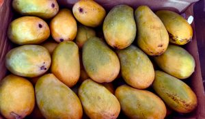 A box filled with ripe mangoes, featuring a mix of yellow and green skin, some with small dark spots and blemishes.