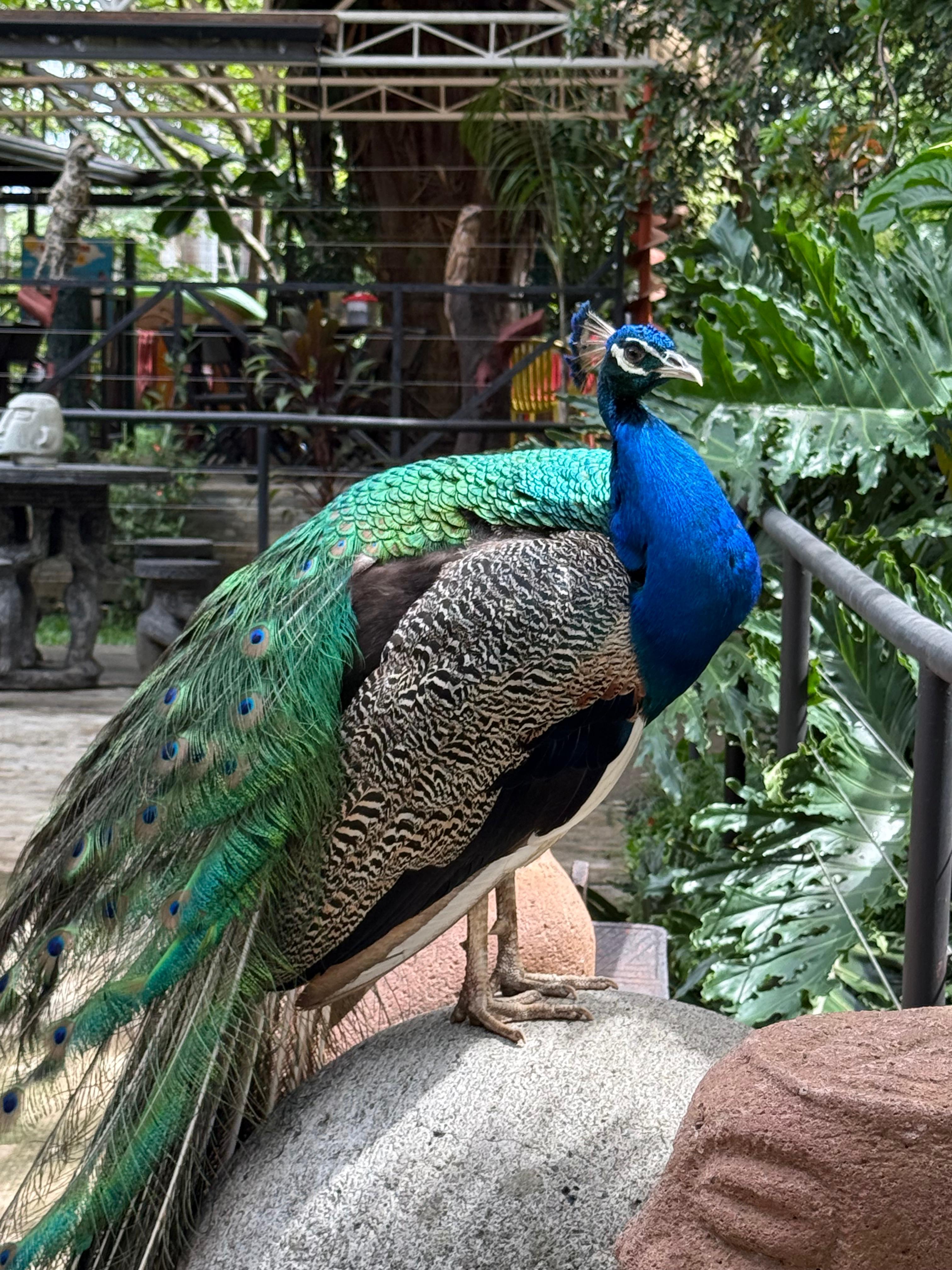 A beautiful peacock standing gracefully, showing its vibrant blue and green feathers in a lush garden setting.