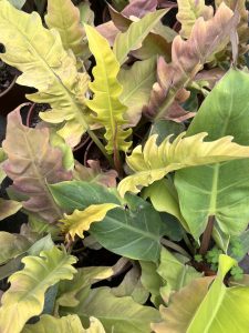 
A close-up view of various tropical leaves in different shades of green, yellow, and pink. 