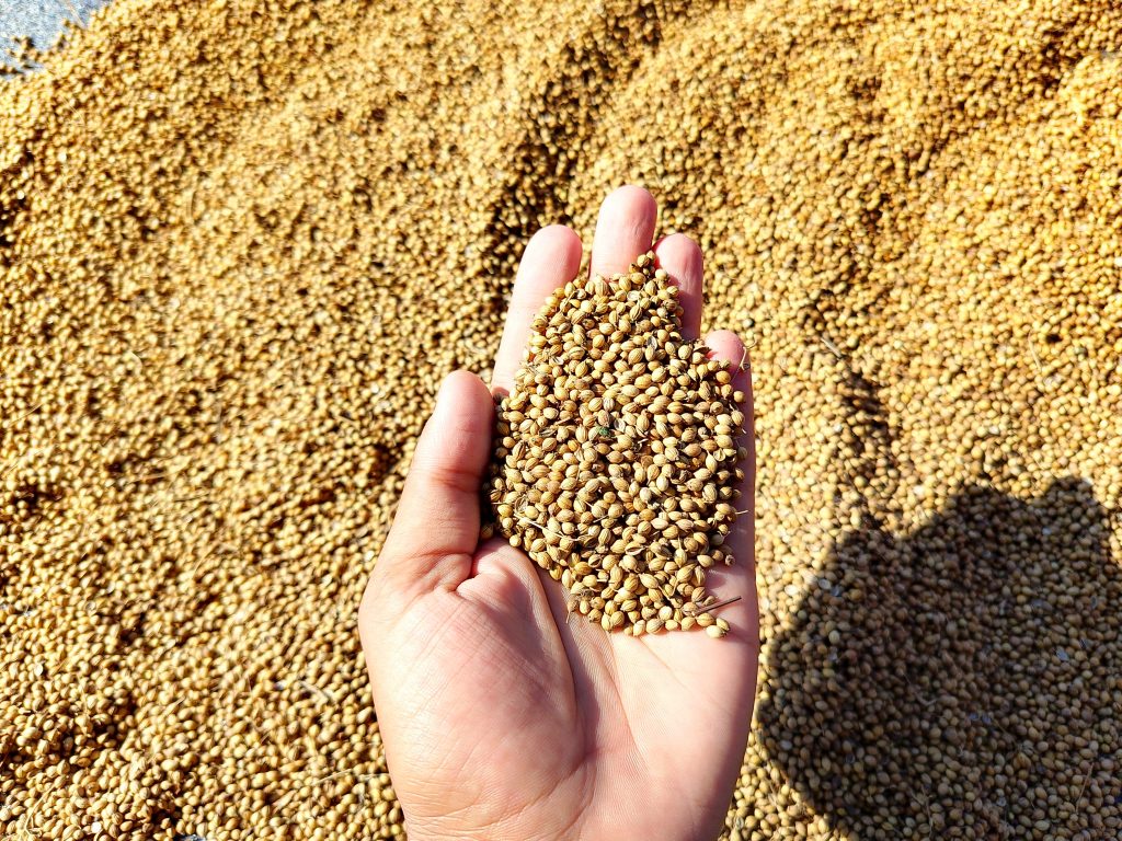 A close-up of a hand holding a pile of coriander seeds, with more seeds spread out on the surface beneath.