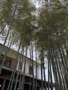 Tall bamboo forms a canopy of filtered light, with a traditional sloped-roof building partially visible behind it in Kurashiki.