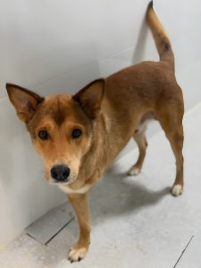 
A brown dog with pointy ears stands on a light-colored floor.