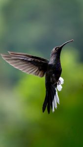 A hummingbird in mid-flight, displaying iridescent feathers with shades of blue and green, and striking white tail feathers. The background features a blurred green foliage, emphasizing the bird's vibrant colors.