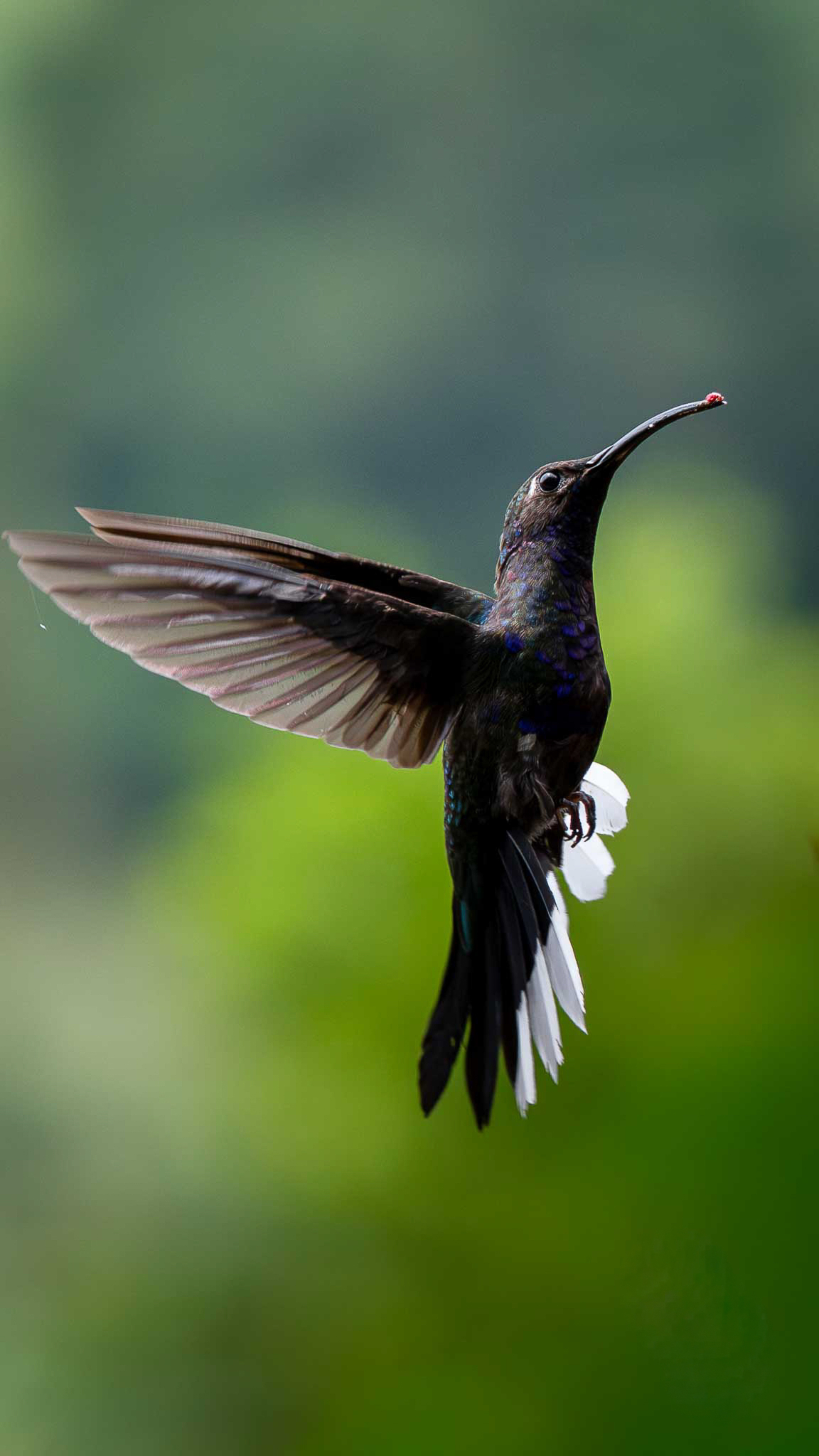 A hummingbird in mid-flight, displaying iridescent feathers with shades of blue and green, and striking white tail feathers. The background features a blurred green foliage, emphasizing the bird's vibrant colors.