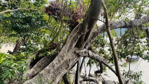 A gnarled tree trunk with rough gray bark leans toward the ocean, with vines and ferns on its branches, framing a beach with rocks and a small boat in the background.