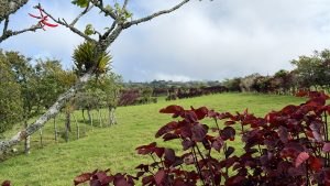 A vibrant rural landscape showcases a lush green field bordered by trees. In the foreground, striking red foliage adds a pop of color, while a tree branch with moss and a small epiphytic plant extends into the frame. The background features rolling hills under a partly cloudy sky, enhancing the serene atmosphere of the scene.