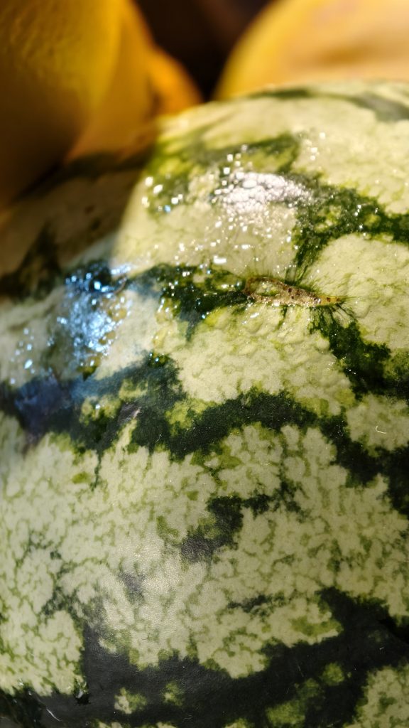 Close up shot of the green and light yellow patterned rind of a watermelon with water droplets on the surface and a small brown scar.