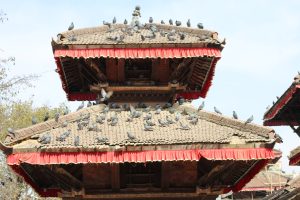 
A close-up view of two intricately structured traditional rooftops adorned with red fabric trim. Many gray pigeons are perched on the rooftops, some flying, against a clear blue sky.