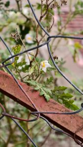 A small white flower with a yellow center grows on a thorny green stem behind a gray wire fence. A rusty red metal bar sits in the foreground, and other white blossoms are blurred in the distance.