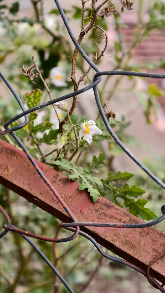 A small white flower with a yellow center grows on a thorny green stem behind a gray wire fence. A rusty red metal bar sits in the foreground, and other white blossoms are blurred in the distance.