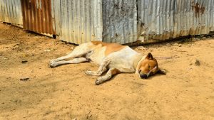 A relaxed brown and white dog lies sleeping on the sandy ground next to a corrugated metal wall. 