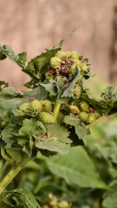 A close up shot of a green plant with several spiky round seed pods known as cockleburs and dusty green leaves.