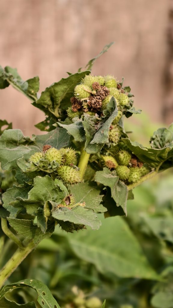A close up shot of a green plant with several spiky round seed pods known as cockleburs and dusty green leaves.