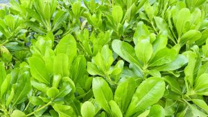 A close-up photo of a healthy tropical bush with many bright green leaves. The leaves are smooth, shiny, and grow in a dense cluster, with small branches visible between them. Sunlight makes the greenery look vibrant and fresh.