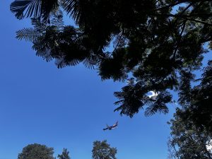 A clear blue sky stretches overhead, framed by the dark silhouettes of leafy tree branches. In the center, an airplane flies across the open sky, creating a striking contrast between nature and modern travel