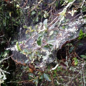 Close-up of a tree branch covered in dense spider webs, with dew droplets clinging to the fine strands. Small green leaves and patches of lichen are intertwined within the webbing, creating a textured, intricate scene in a damp forest environment.