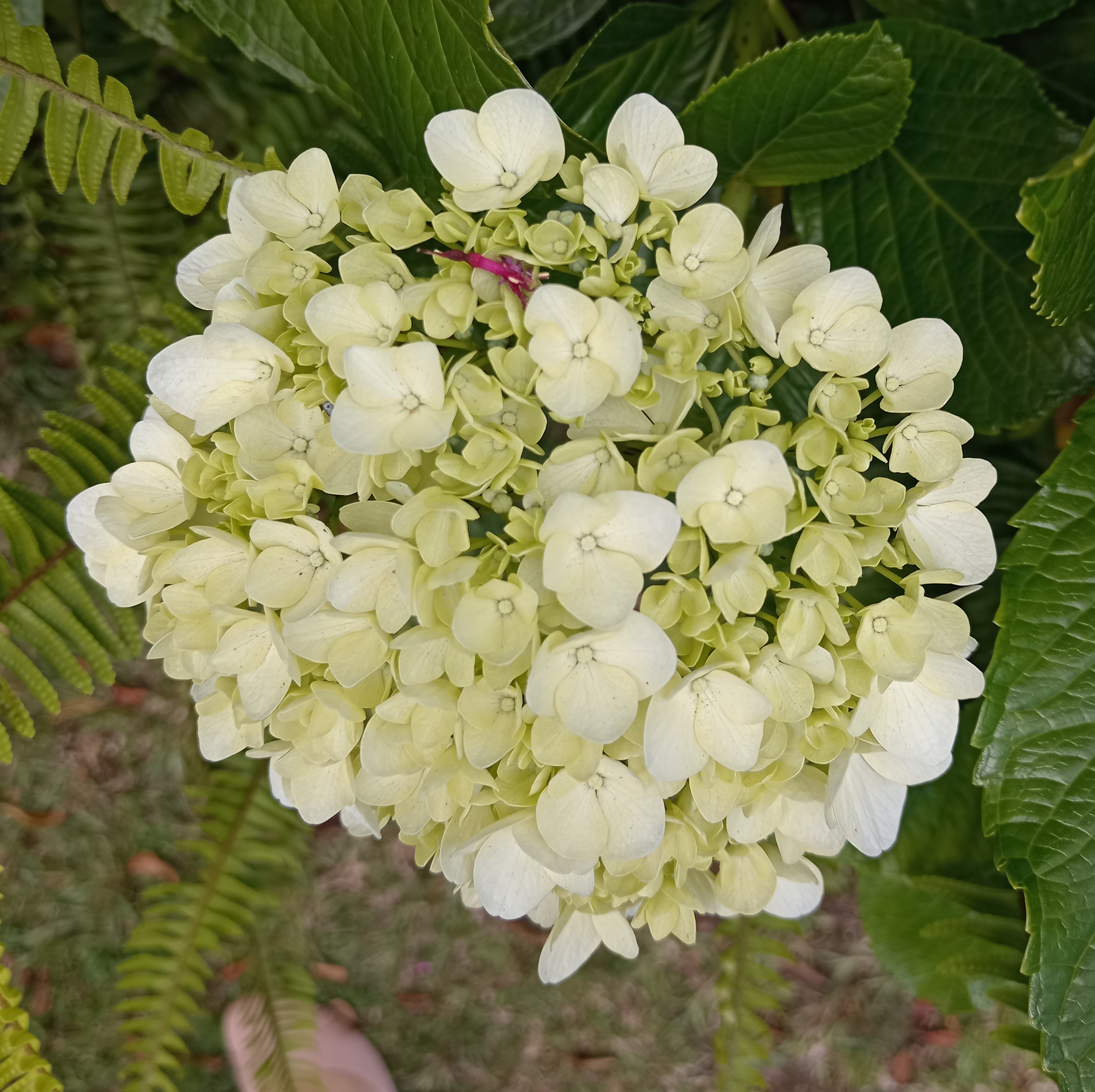 A close-up of a cluster of pale yellow hydrangea flowers, featuring small, delicate petal shapes arranged in a spherical formation. The background includes green leaves and a hint of ferns, with a blurred grass area visible at the bottom.