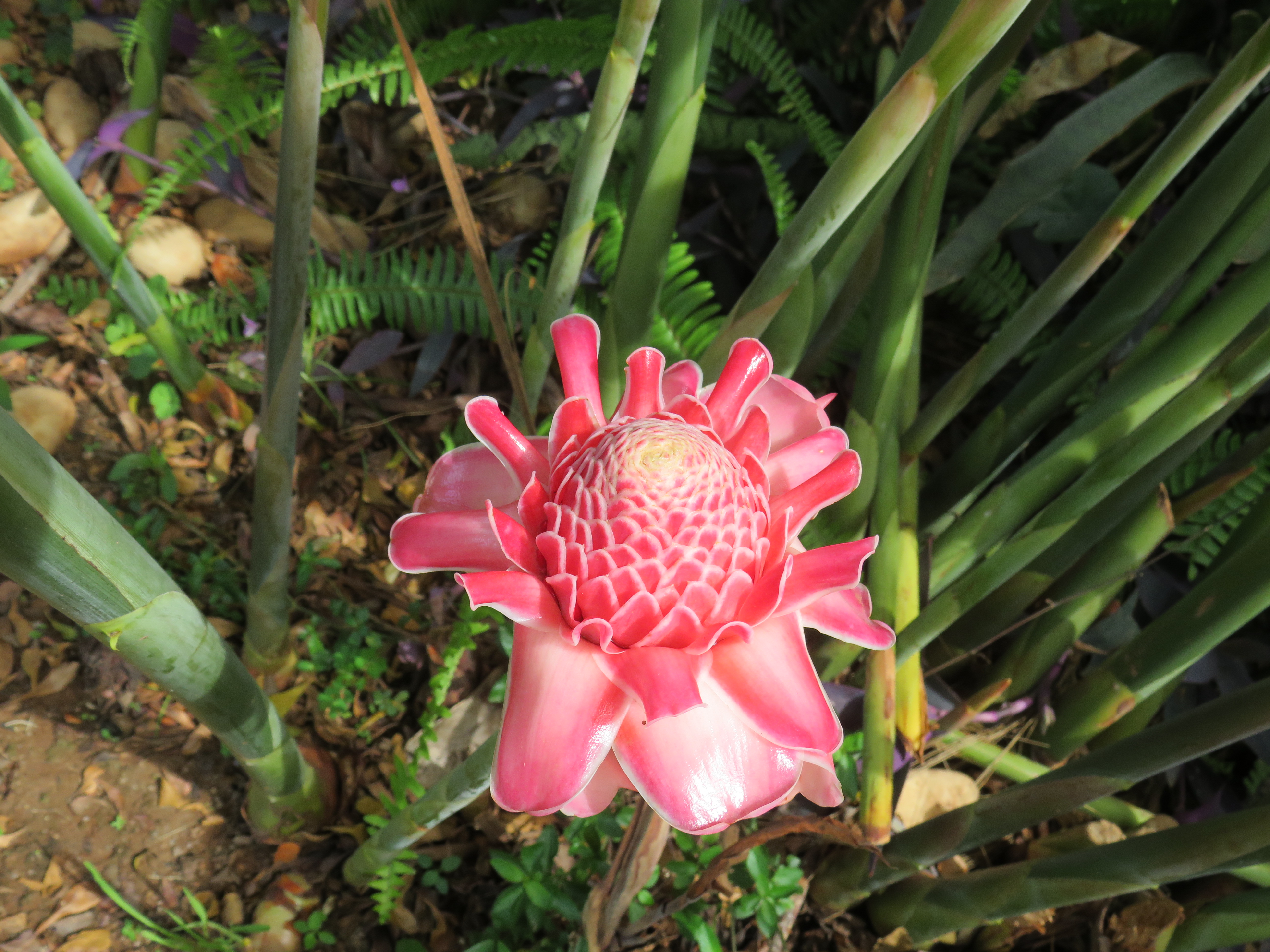 A pink torch ginger bloom flower with overlapping bracts and a textured center.