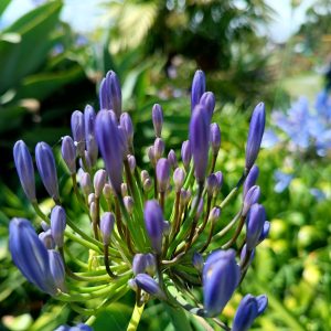 A close-up view of several purple flower buds emerging from green stems, with a blurred background of lush greenery and more flowers in shades of blue and green. The lighting is bright and creates a vibrant appearance of the plants.