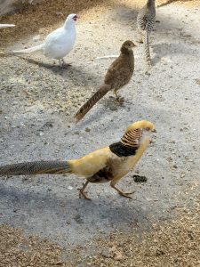 A group of four birds is depicted in a habitat with a soft, sandy ground covered in wood shavings.