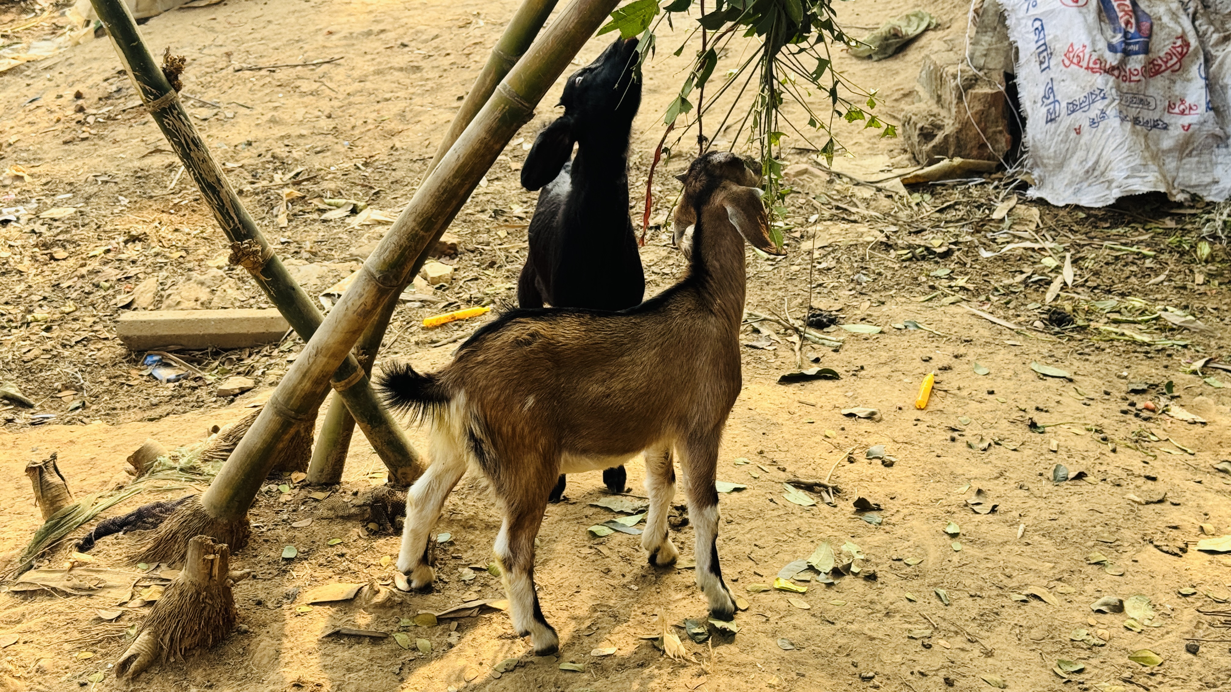 Two young goats—one black and one brown-and-white—eat leaves from a low branch near bamboo poles on dirt ground.