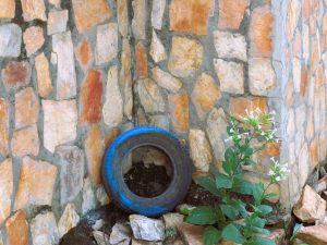 A black tire with a blue-painted section leans against a corner wall made of irregular tan and orange stones. A green plant with small white flowers grows from the dirt and rocks at the base of the wall to the right of the tire.