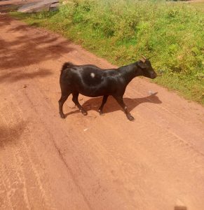 A black goat with a white patch on its side and small horns walking on a dirt road beside green grass and roadside plants.